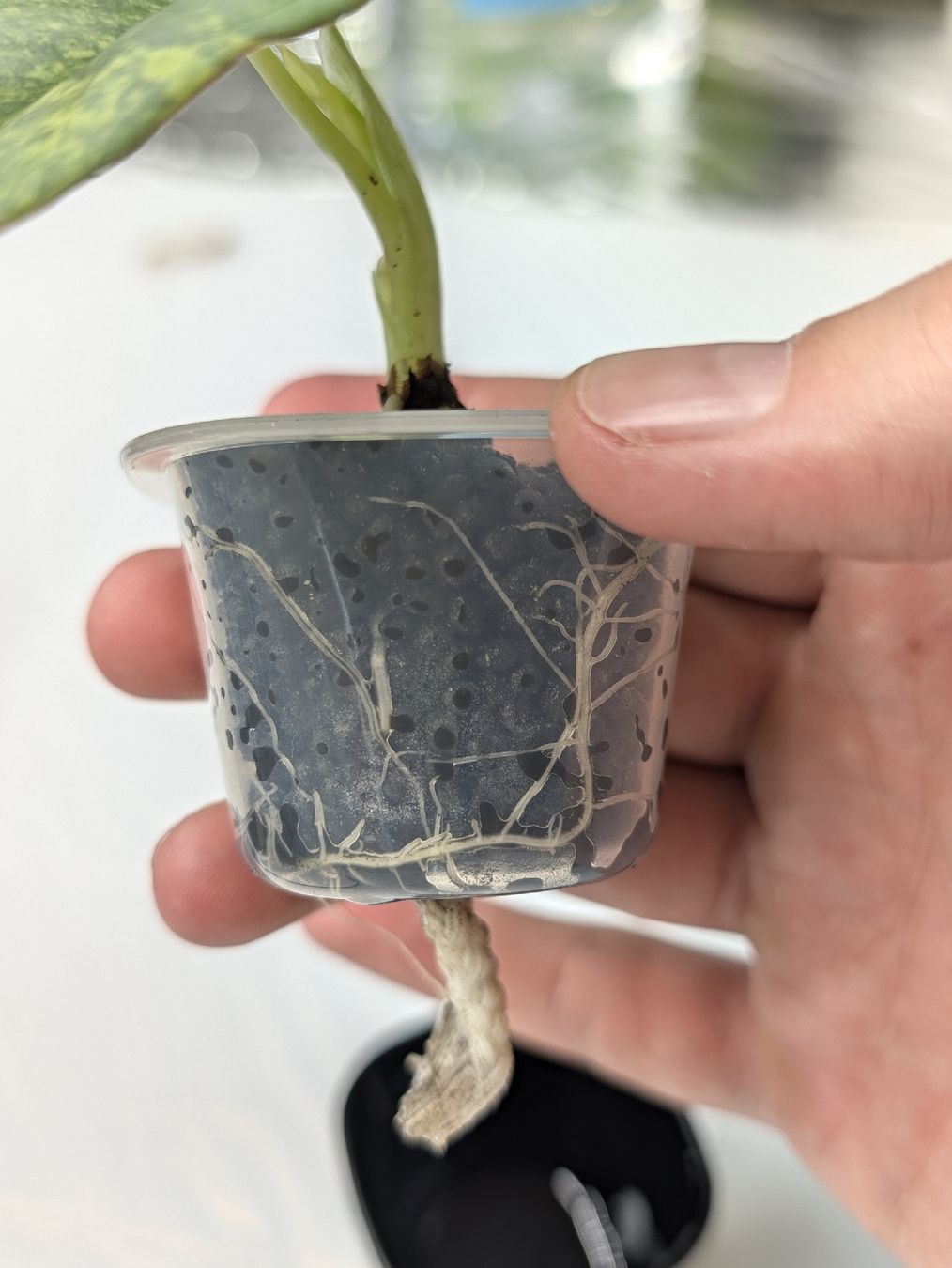 Piante & sementi: 🌱 Alocasia Nebula Aurea – Nuovo (secondo la descrizione) da Frauenfeld venduto da pakFINDS 2