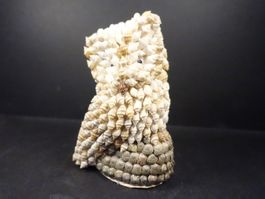 Eule aus kleinen Muscheln