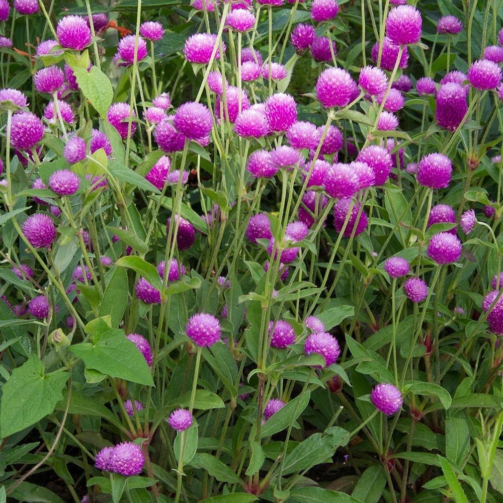 Piante & sementi: 50 Samen Kugelamarant Gomphrena LILAC Samen – Nuovo (secondo la descrizione) da Ehrendingen venduto da VerveinaSamen 3