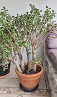 Geldbaum / Crassula ovata / Arbre de jade ancien