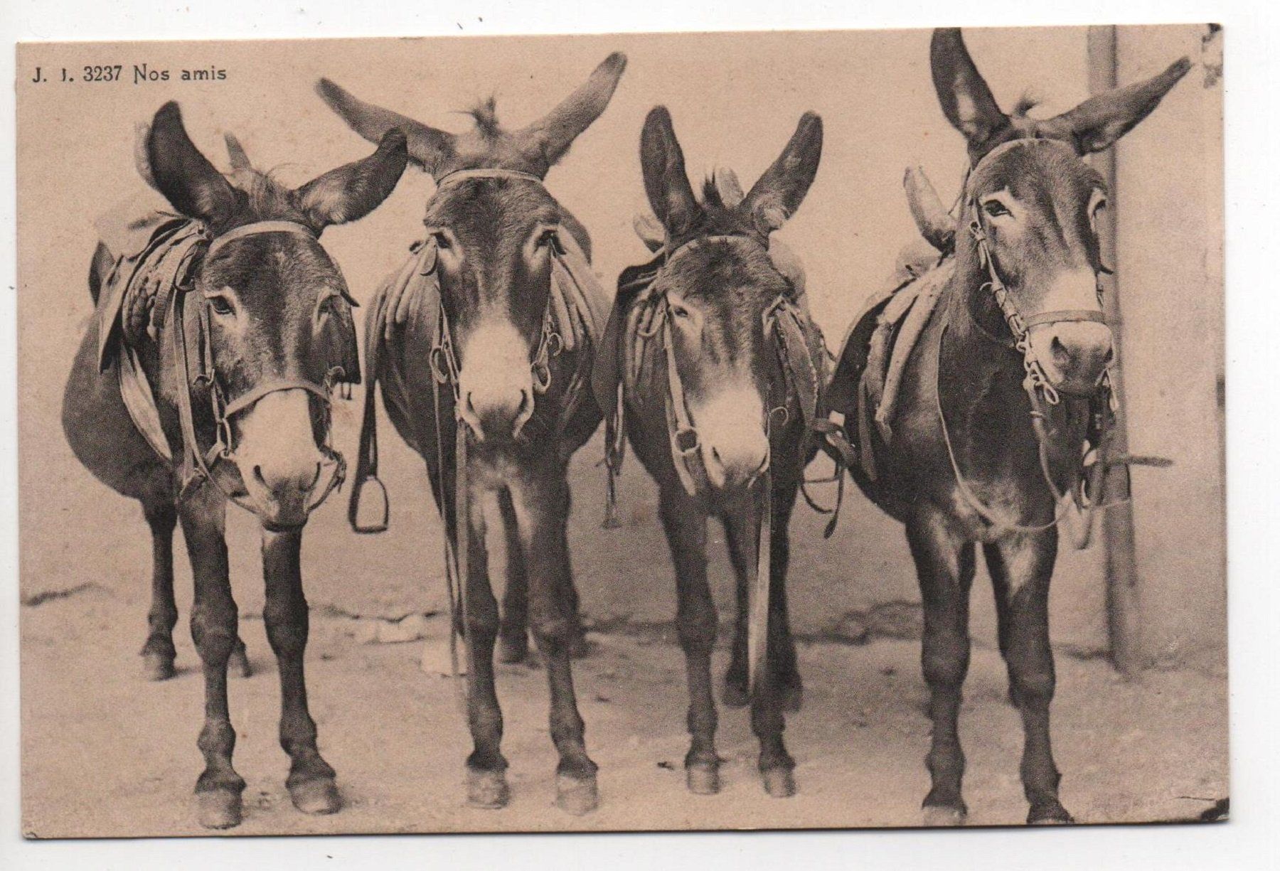 Cartoline postali: NOS AMIS quatre mules vier Maultiere – Nuovo (secondo la descrizione) da Jona venduto da philajona