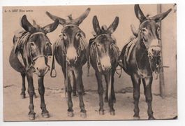 NOS AMIS quatre mules vier Maultiere