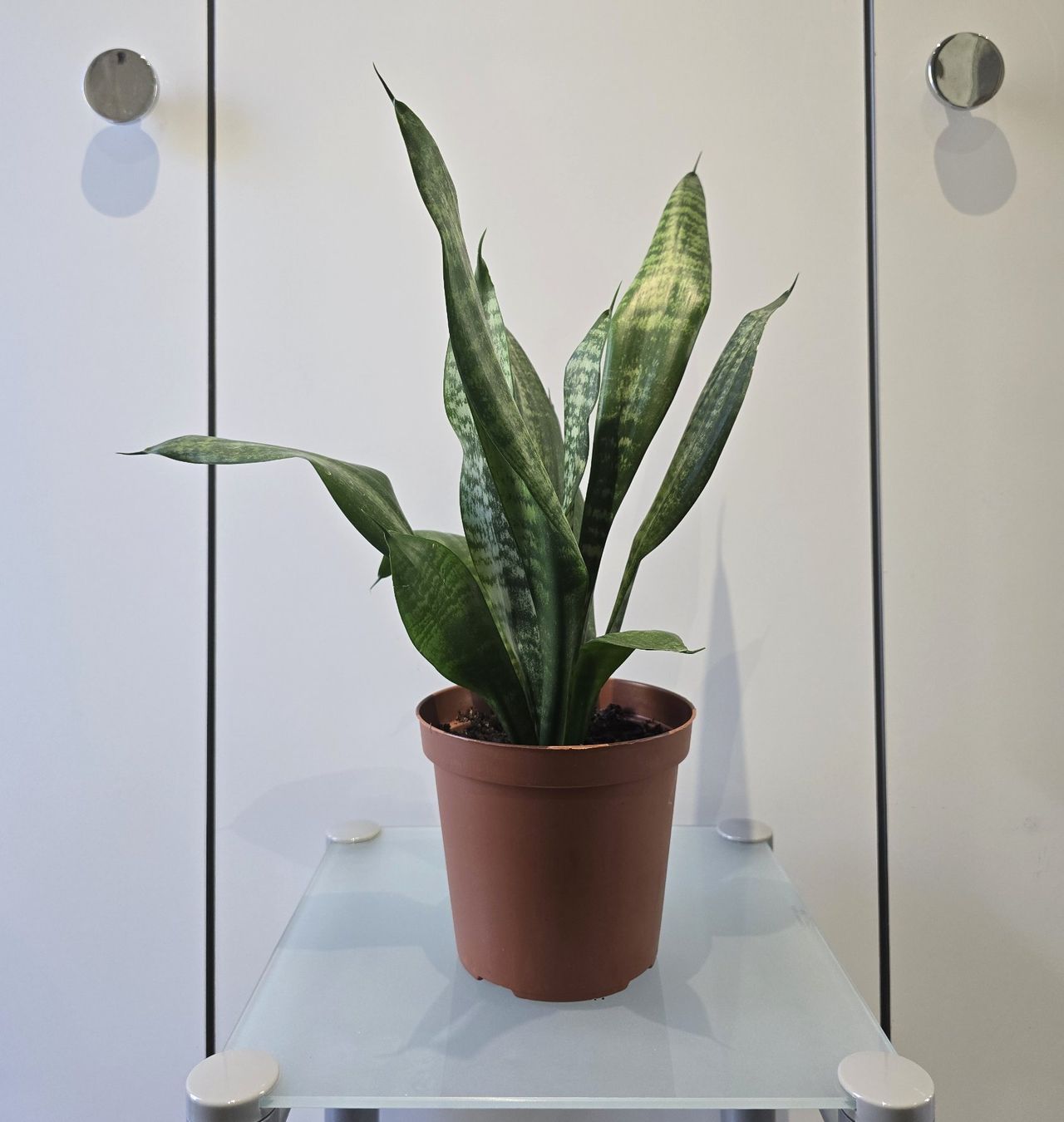 Piante & sementi: Pflanze Sansevieria / Bogenhanf 47 cm – Usato da Oetwil an der Limmat venduto da dhantal 6