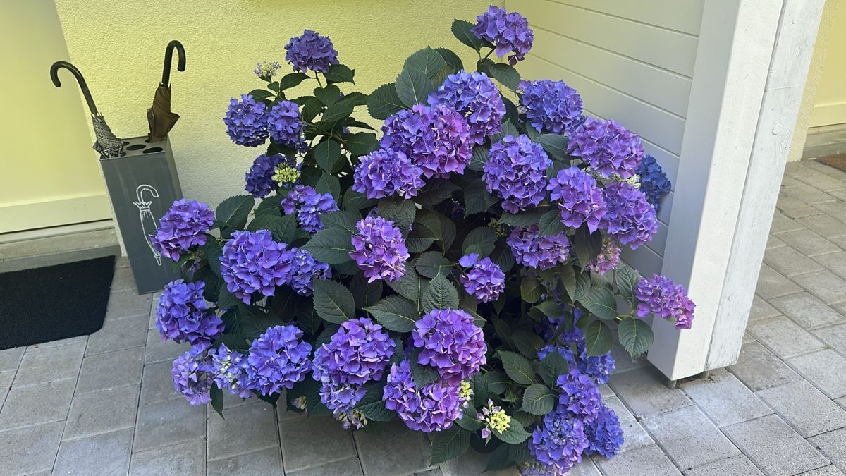 Pflanzen & Samen: Traumhafte blaue Hortensie – Gebraucht aus Erlenbach ZH von Kerli1