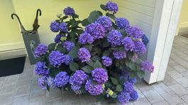 Traumhafte blaue Hortensie