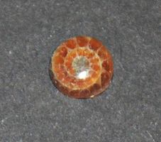 Cabochon L-8572 – Ammonit Fossil Rund 6mm