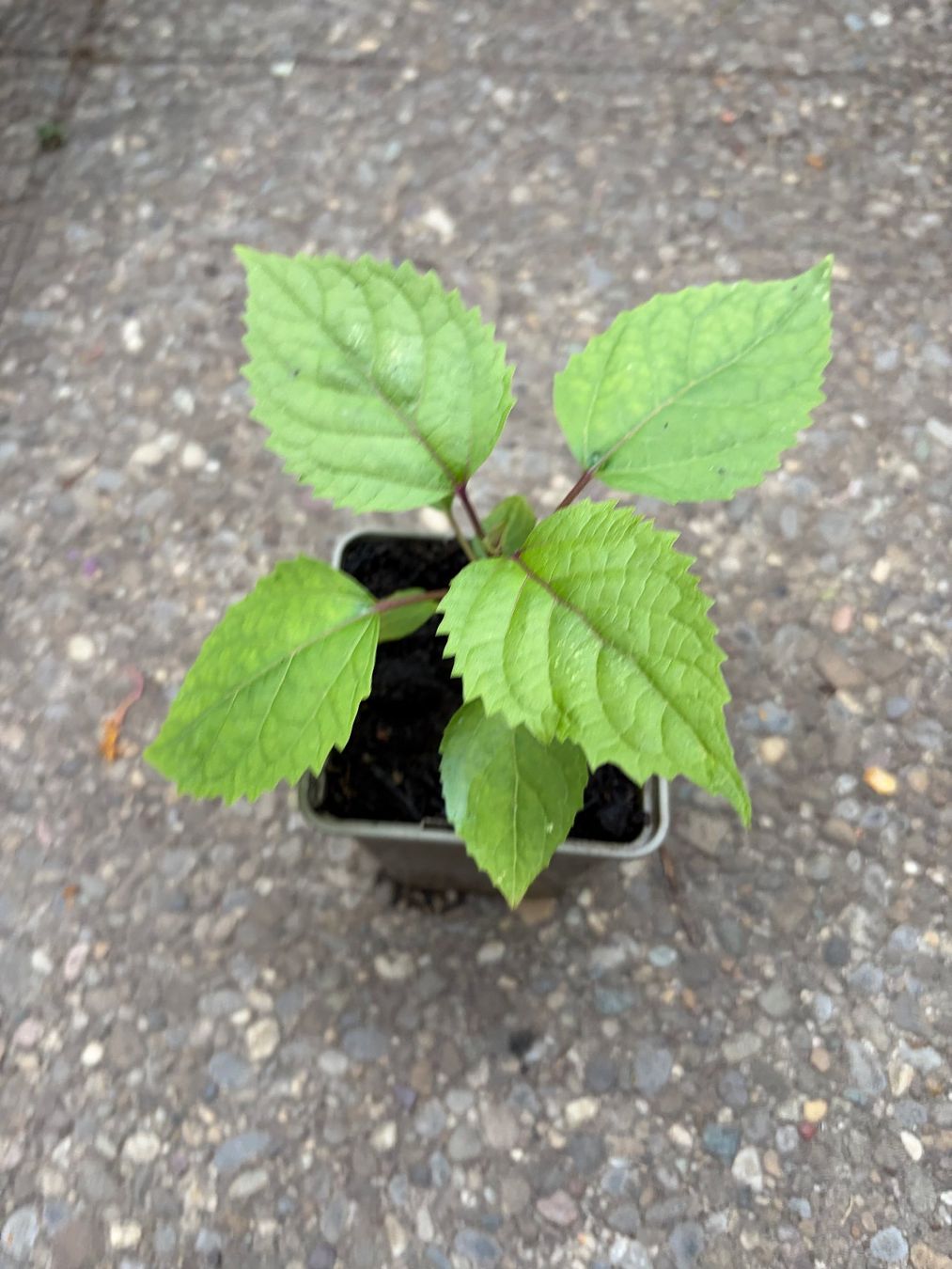 Plantes & graines: Chinesischer Losbaum (Clerodendrum bungei) – D'occasion à Winterthur par Aniger 2