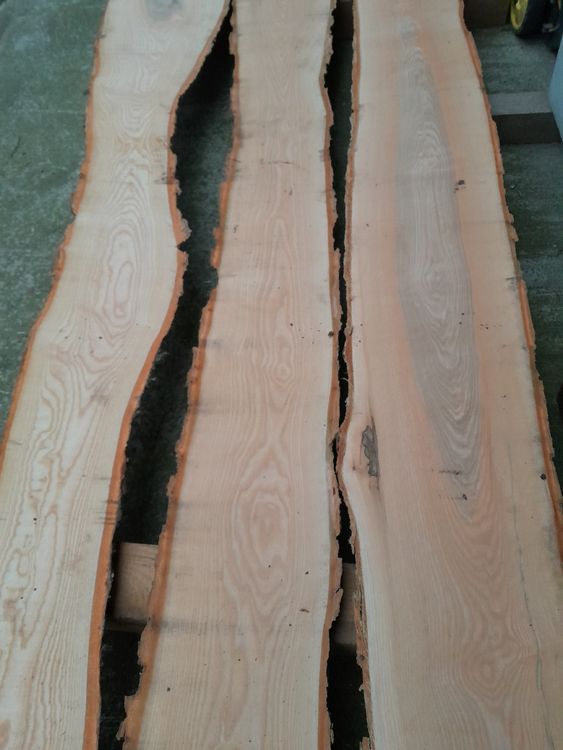 Articoli in legno: Eschen Holz – Nuovo (secondo la descrizione) da Grosswangen venduto da paluki 4