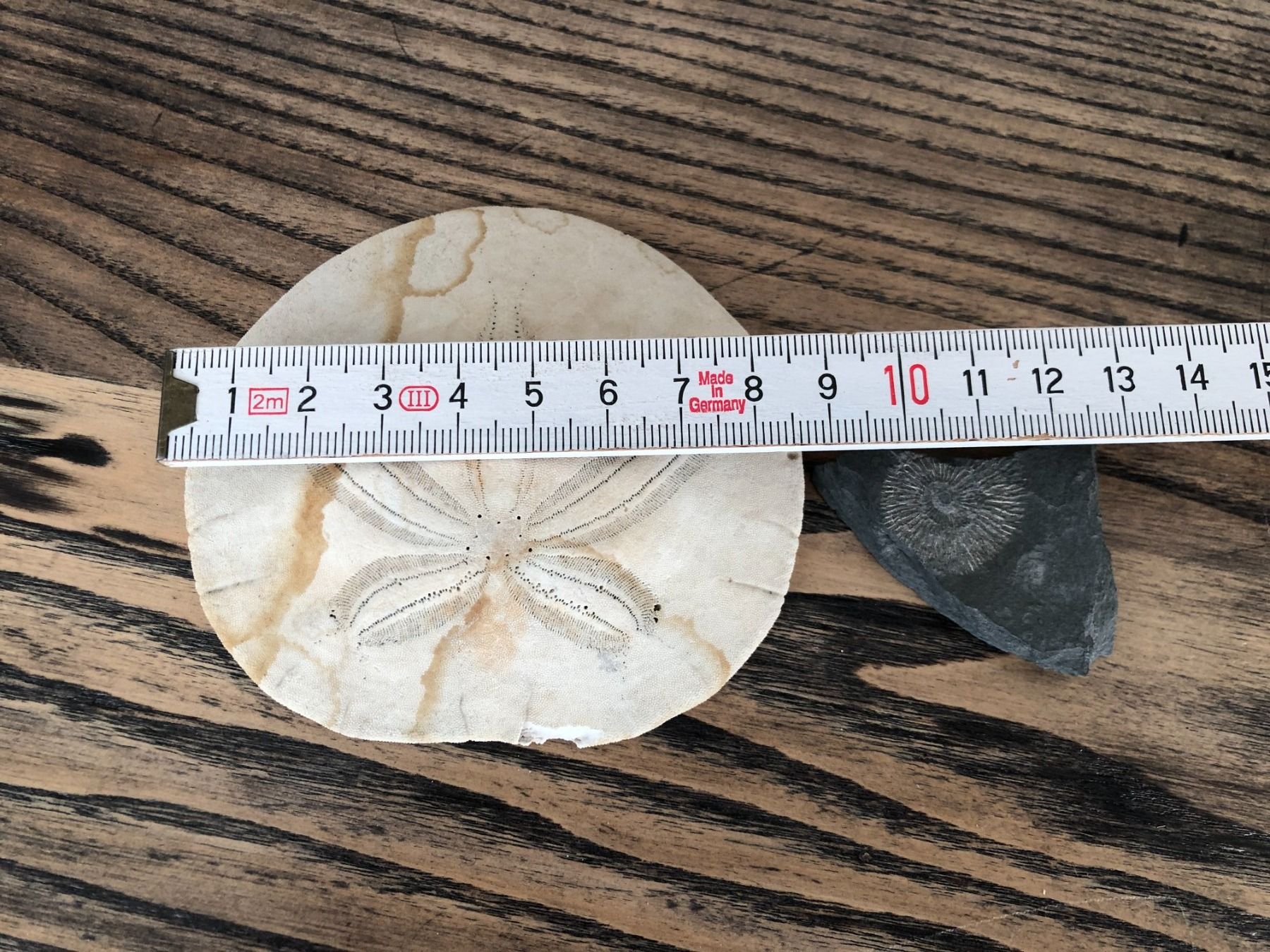 Fossili: Sanddollar und Fossil – Usato da Berg am Irchel venduto da Zweiti_Chance 4