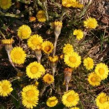 Profile image of Coltsfoot