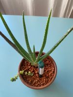 Aloe Vera und Baby 'Crassula' Pflanzen