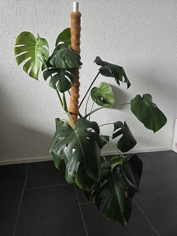 Plantes & graines: Monstera inkl. Topf + Kokosstab – D'occasion à Bern par deb_t8fl 2