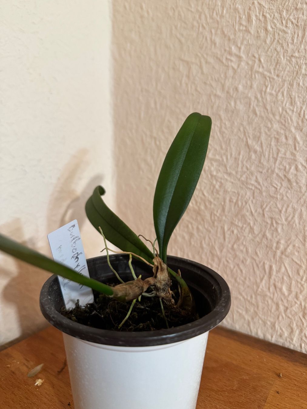 Piante & sementi: Bulbophyllum medusae – Usato da Männedorf venduto da mrclst 1
