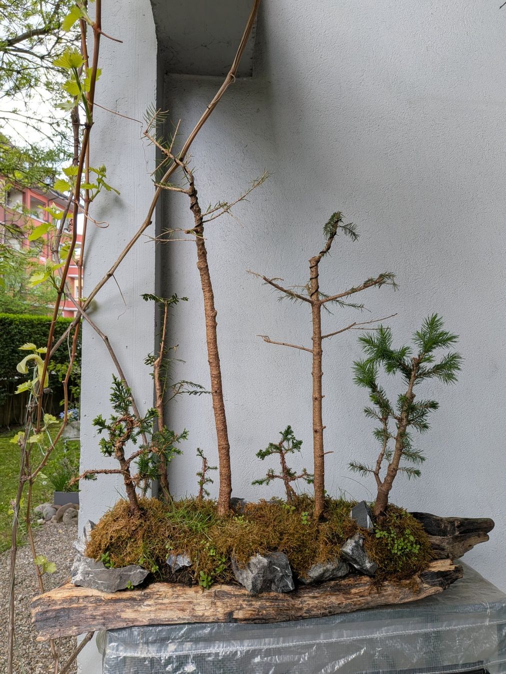 Piante & sementi: Bonsai-Wald – Usato da Bern venduto da Hydrom