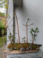 Bonsai-Wald