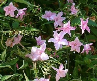 Piante & sementi: Jasmin rose 20cm RARE 3x – Nuovo (secondo la descrizione) da Bremblens venduto da FIBONACCI369 3