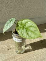 Alocasia baginda ‘Silver Dragon’ 🌿🐉