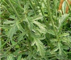 VERVEINE OFFICINALE   plante 15-20cm
