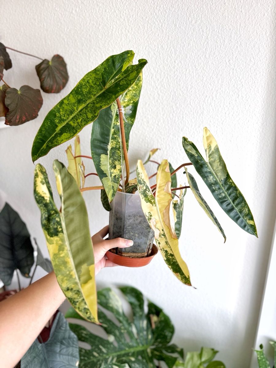Piante & sementi: Philodendron Billietiae Variegata – Nuovo (secondo la descrizione) da Bern venduto da Lucas_Ma 1