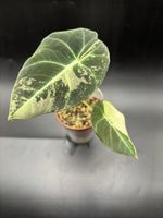 Alocasia Black Velvet Pink Variegata (18-7)