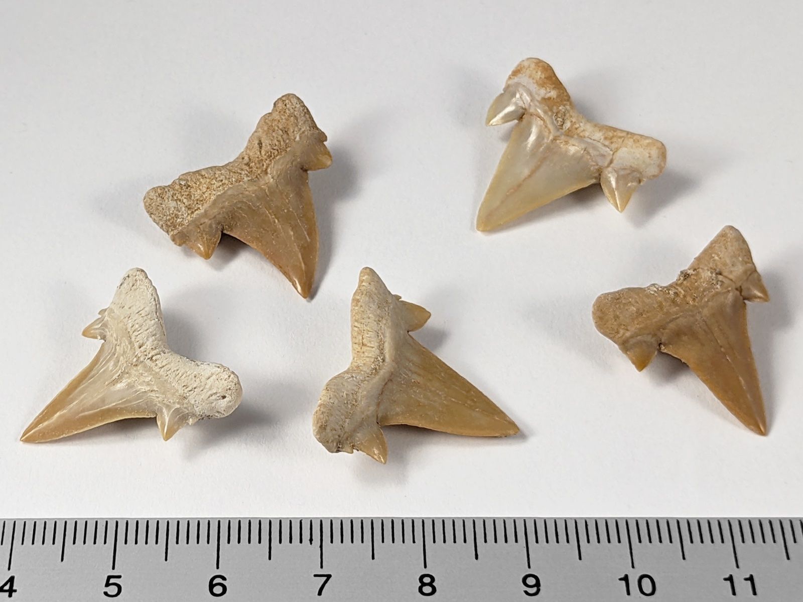 Minerali & Pietre curative: Haifischzahn (fossiliert) ca.2cm 5Stk. – Nuovo e nell'imballaggio originale da Meilen venduto da StoneGarden 1