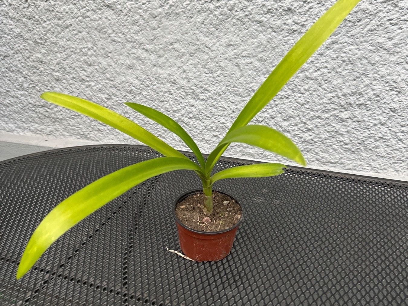 Pflanzen & Samen: Hymenocallis festalis - eine Pflanze! – Neu (gemäss Beschreibung) aus Steffisburg von Calceolaria 1
