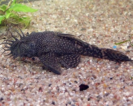 Aquarium: 2 Antennenwelse zu verschenken – Gebraucht aus Trogen von lar_r9jr 1