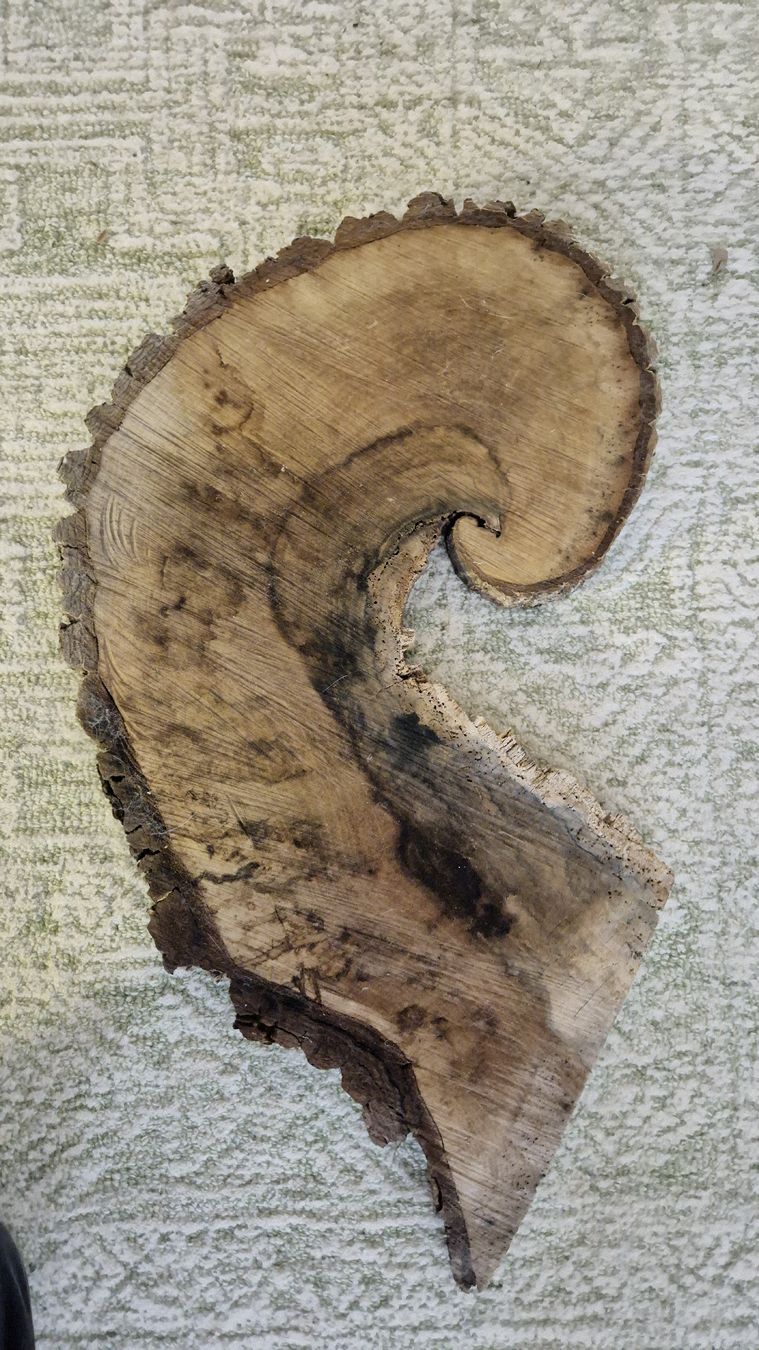 Holzartikel: Baumscheibe – Gebraucht aus Watt von sarahZH1995