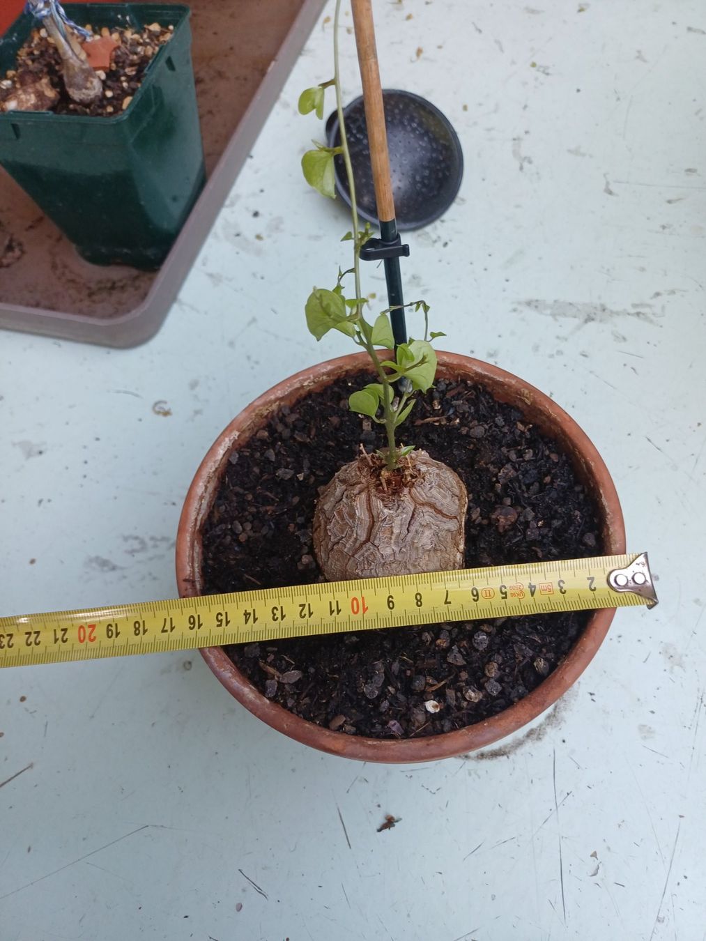 Piante & sementi: Dioscorea elephantipes – Usato da Neftenbach venduto da QuiQuo