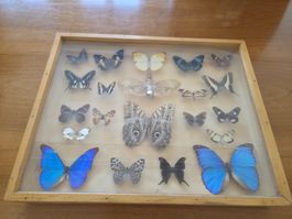 Alter Schmetterlings-Schaukasten Präparate 🦋