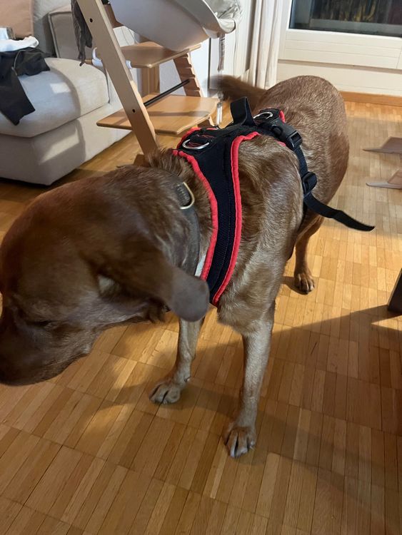 Hunde Geschirr Grossenbacher / grösse „Labrador“ (Neu (gemäss ...
