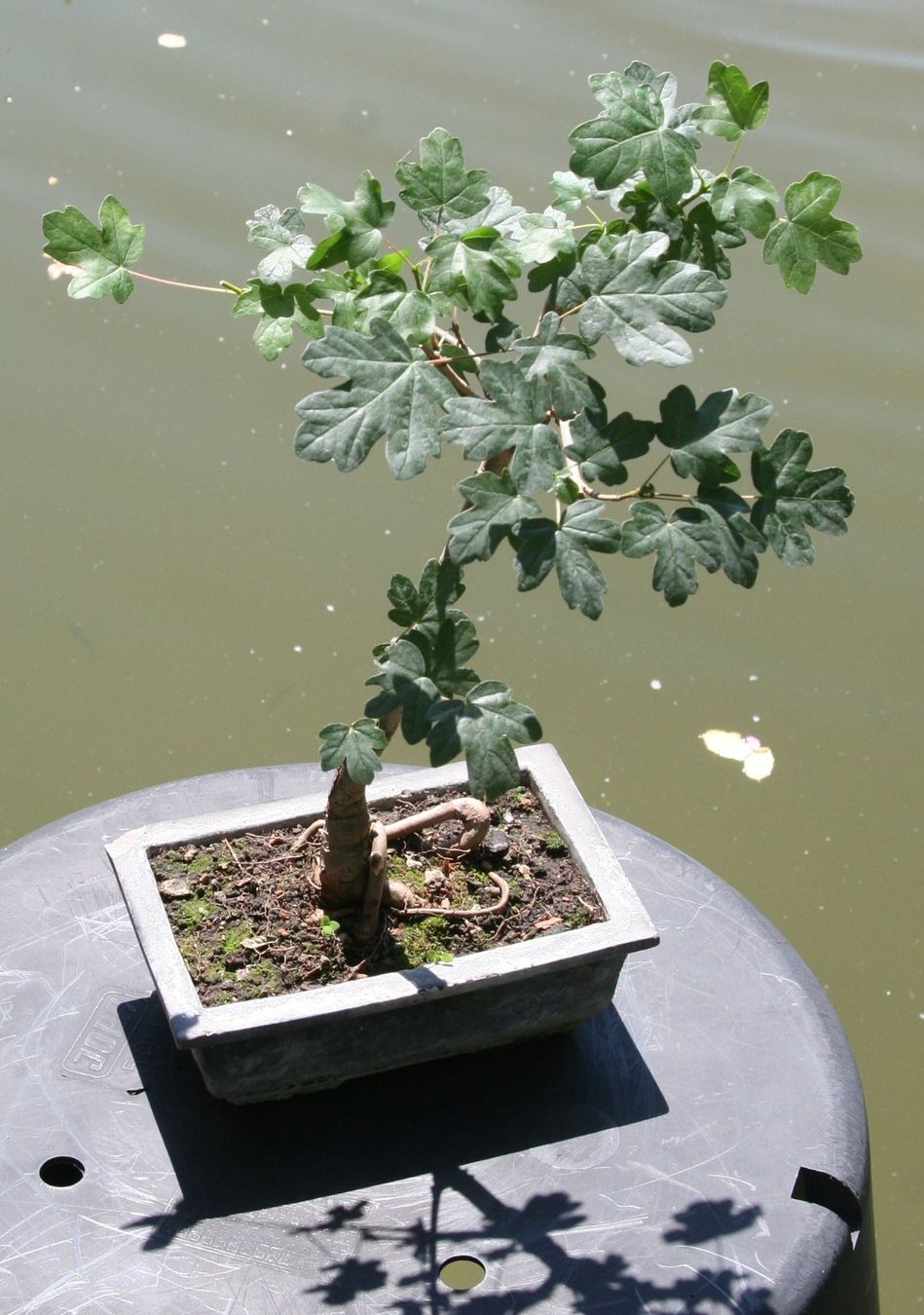Piante & sementi: BONSAI  -  Feldahorn – Usato da Gretzenbach venduto da Sikim
