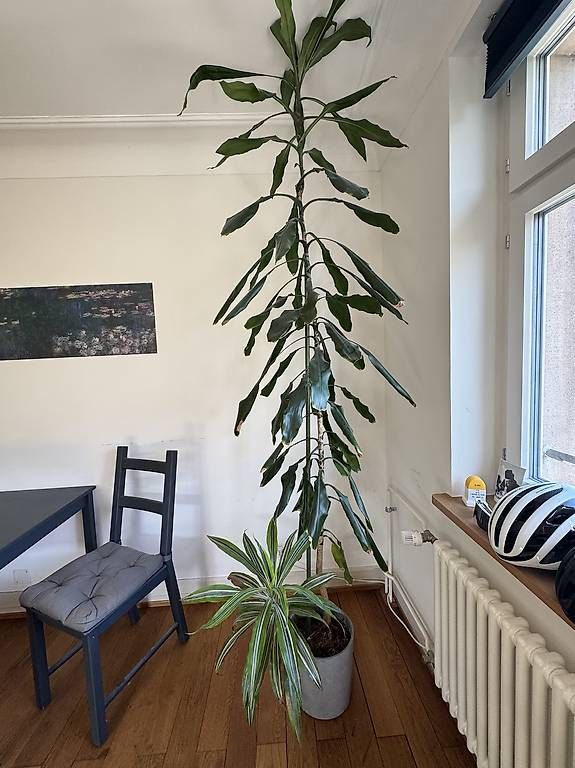 Piante & sementi: Große Pflanze sucht neues Zuhause – Usato da  venduto da