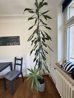 Große Pflanze sucht neues Zuhause