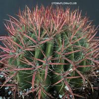 Ferocactus Stainesii Pilosus - absolute Kaktus-Schönheit