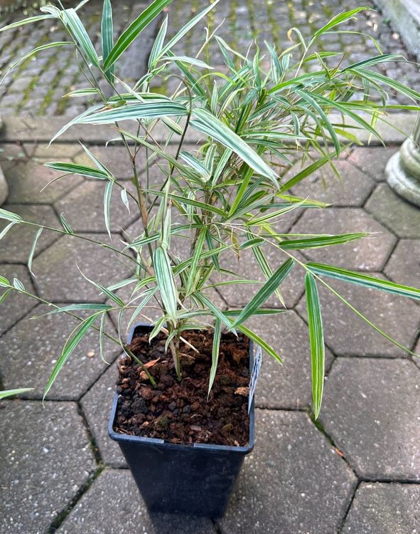 Bambus nana Variegata Pflanze! Kaufen auf Ricardo