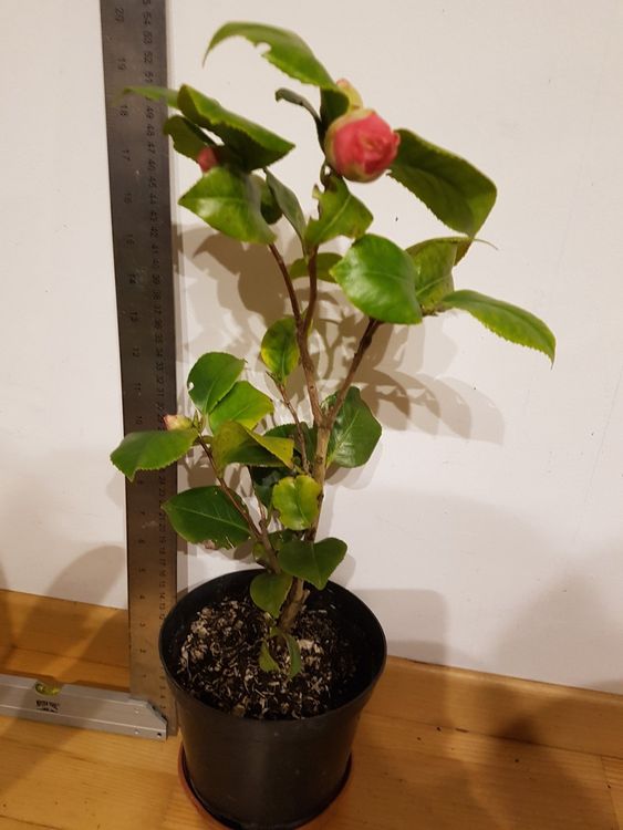 Kamelie Camelia rosa/rot Gartenpflanze Balkonpflanze winterh Kaufen