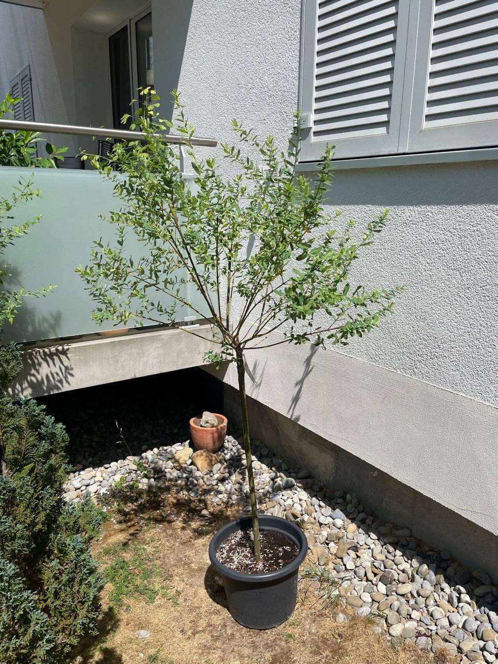 Pflanzen & Samen: Japanische Weide Salix – Gebraucht aus Ipsach von takacseni 1