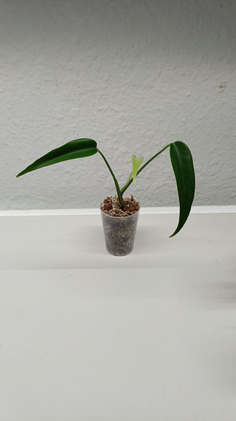 Plantes & graines: Monsteta BMF – D'occasion à Bern par uwi_8t7x