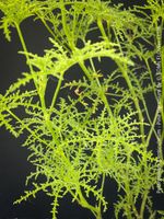 Pelargonium Denticulatum - Pine Geranium - fast 70cm gross