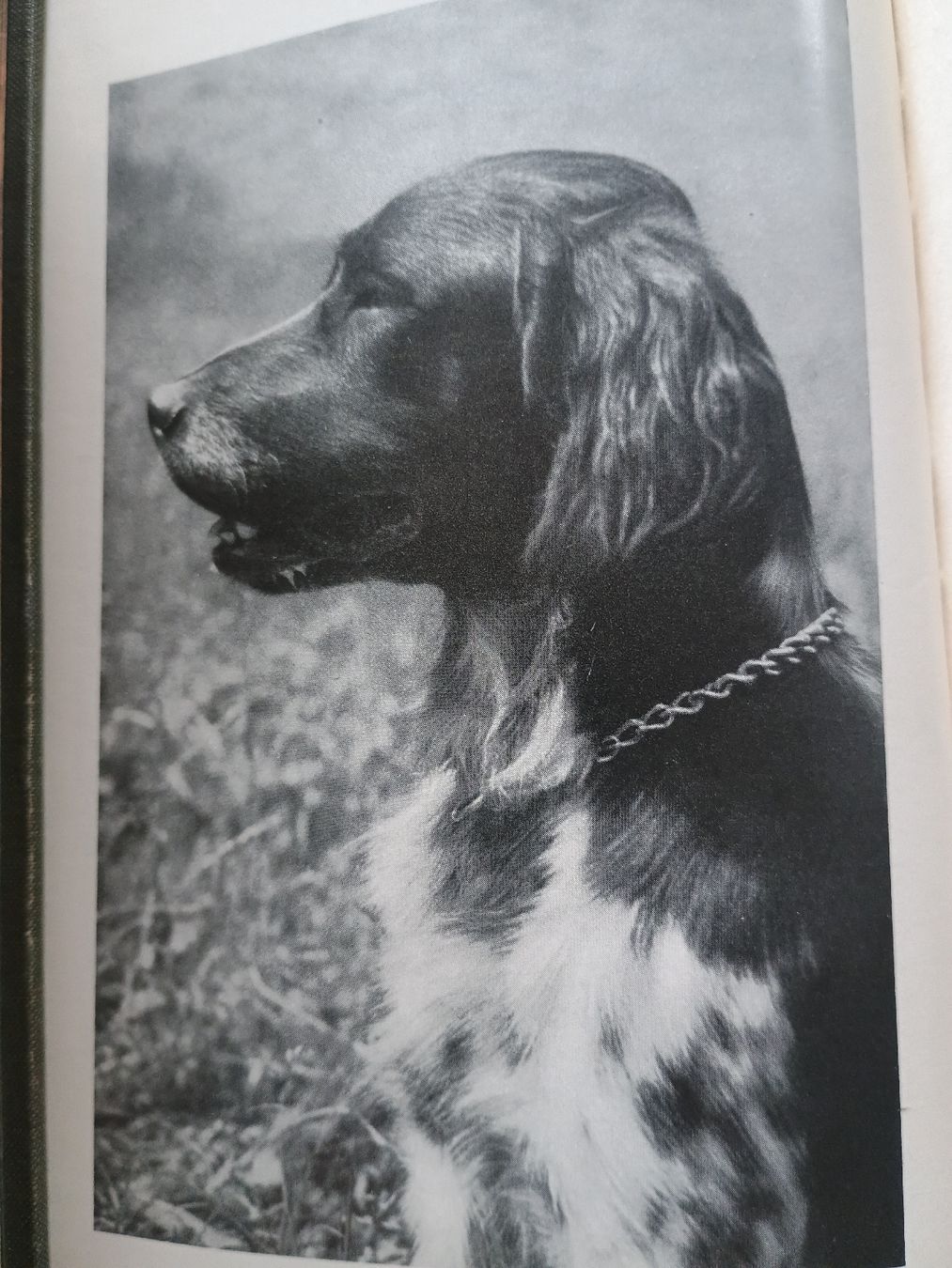 Libri: die Jagdhunde von Paul Vetterli – Usato da Chur venduto da Psimueta 3