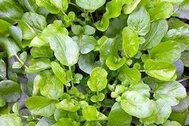 Cresson AMERICAIN (de terre) 100g