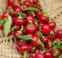 PIMENT CERISE DE FEU ! RARE! 30g