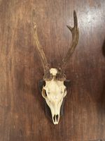 Div. Rehbock Gehörne mit Holzschild / Geweihe