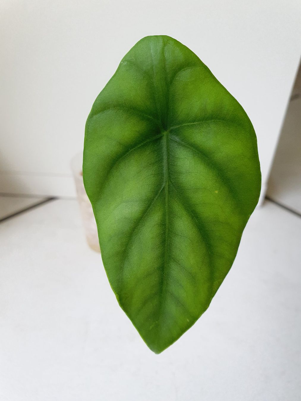 Piante & sementi: Alocasia Clypeolata – Usato da Erlinsbach SO venduto da Lea030