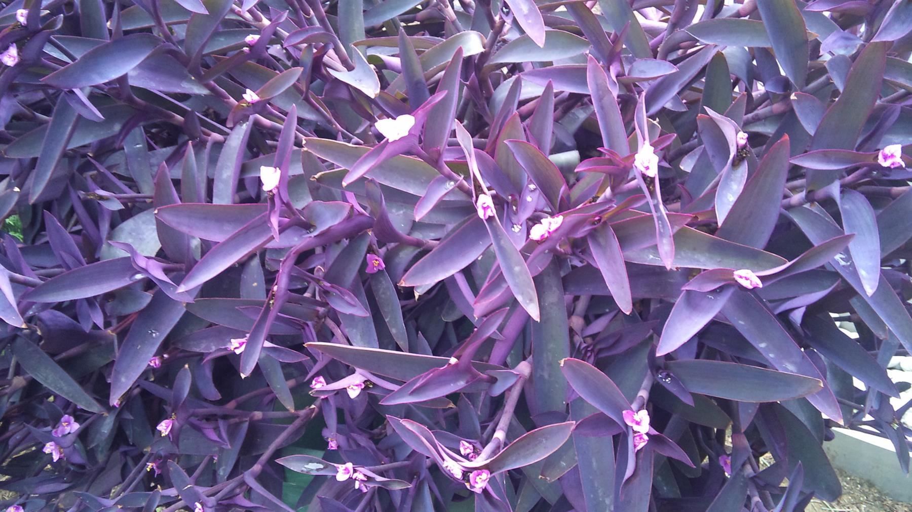 Piante & sementi: Mexikanische Dreimasterblume! – Nuovo (secondo la descrizione) da Steffisburg venduto da Petroselium