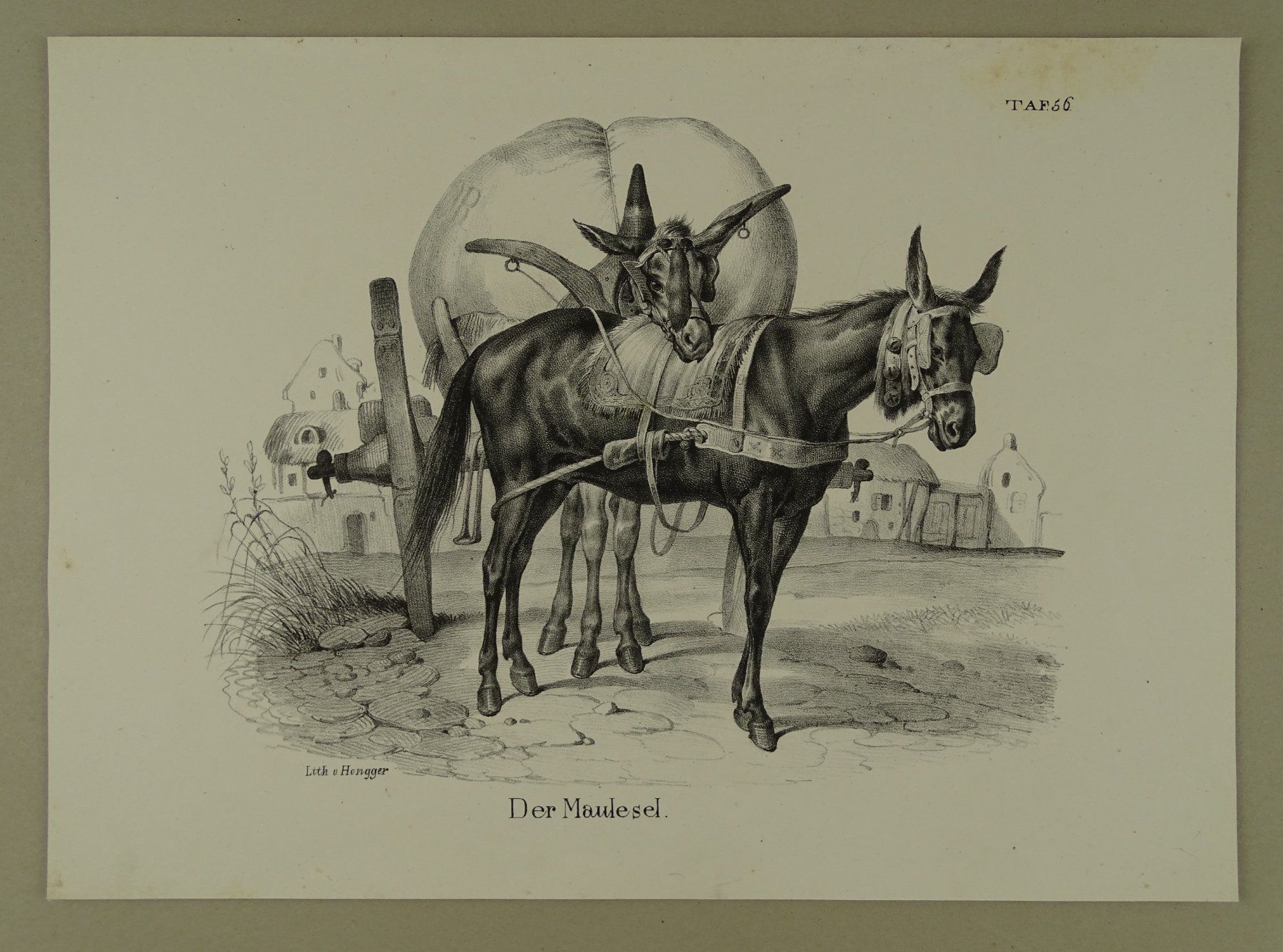 Gravures: MAULESEL, MAULTIER, LITHOGRAPHIE UM 1840 – D'occasion à Grüningen par Kartensammler 1