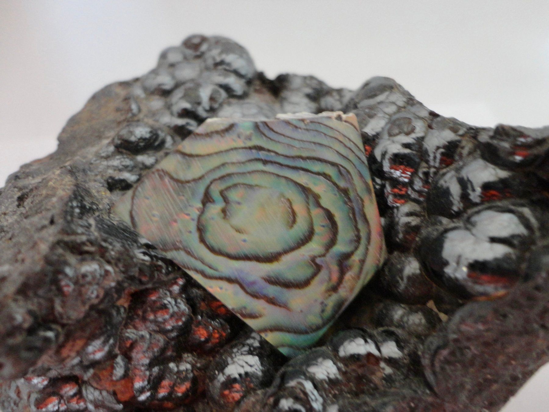 Fossiles: Abalone Paua Muschel Scheibe – Neuf (Voir description) à Biberist par Steine 1