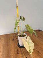 Alocasia Frydek Variegata