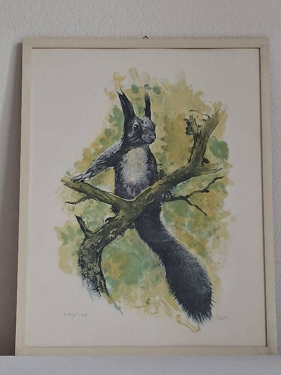 Poster & Bilder: Eichhörnchen von Willy Bär – Gebraucht aus Wabern von amo_pp26